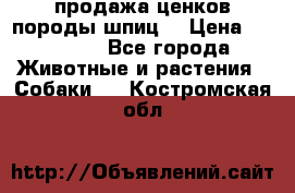 продажа ценков породы шпиц  › Цена ­ 35 000 - Все города Животные и растения » Собаки   . Костромская обл.